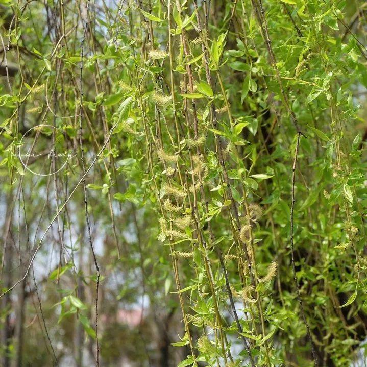 师大四月天愿所有的美好都能如期而至