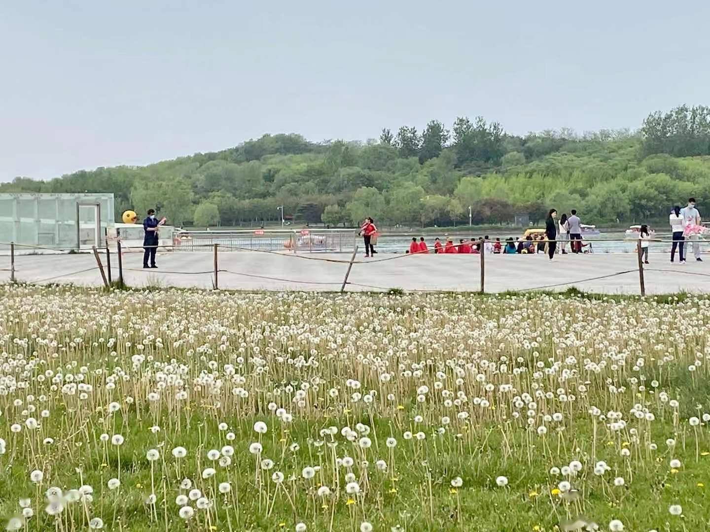 浪漫如童話北京奧森南園現蒲公英海