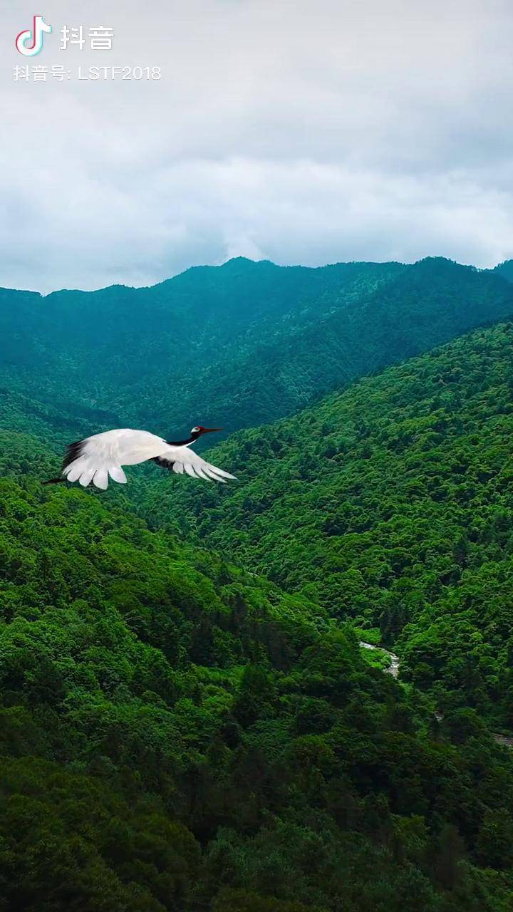 蝉噪林逾静鸟鸣山更幽与自然共生