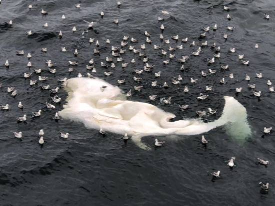 科研任务|“派大星”出圈背后：上海的他们在海上忙碌、遇险、探索