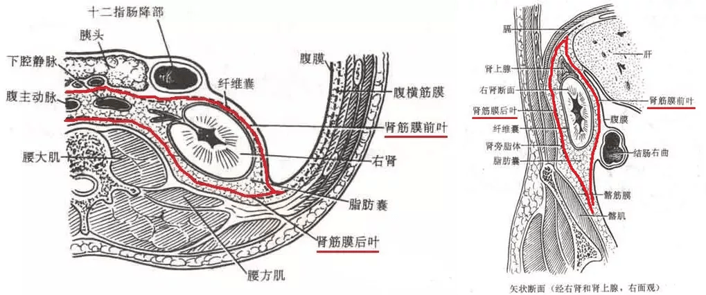 7 个病例学定位,拿下这些腹膜后肿瘤的影像诊断_间隙