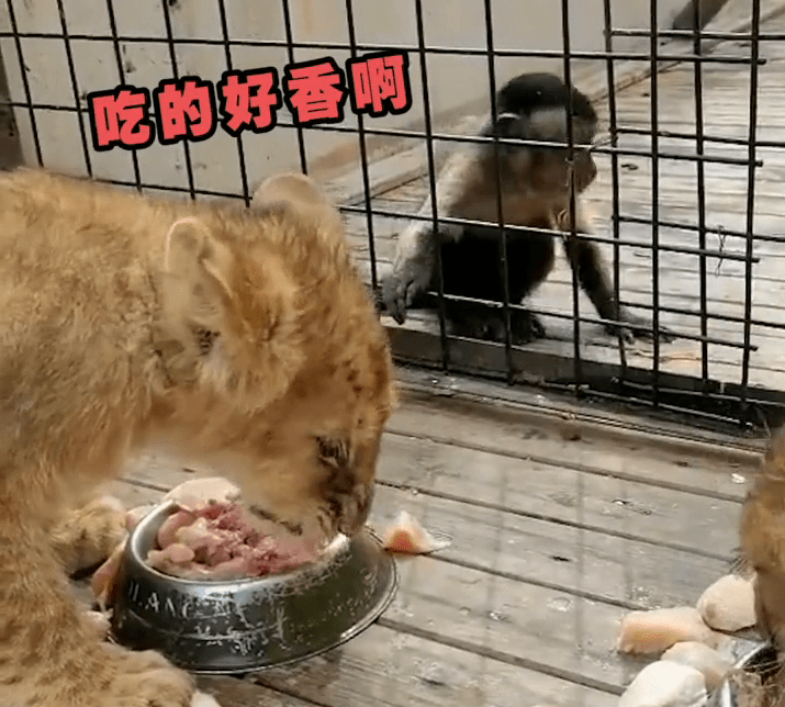 動物園獅子加肉,隔壁猴子饞哭了,最後上演