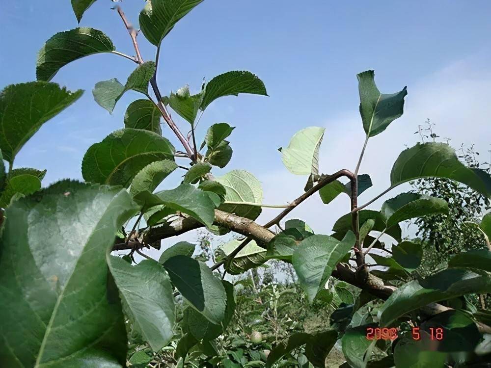 苹果树夏季修剪,注意培养结果枝组