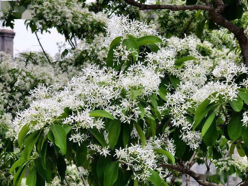 堆云砌雪流苏树