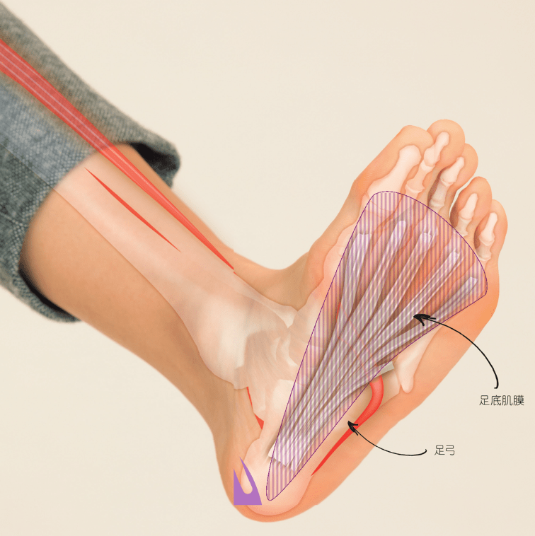 足底方肌位置图片