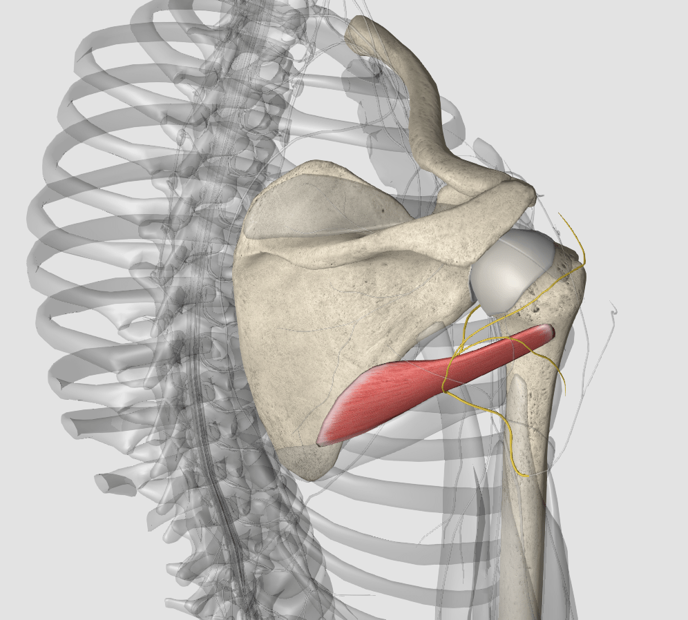 肩关节复合体图片图片