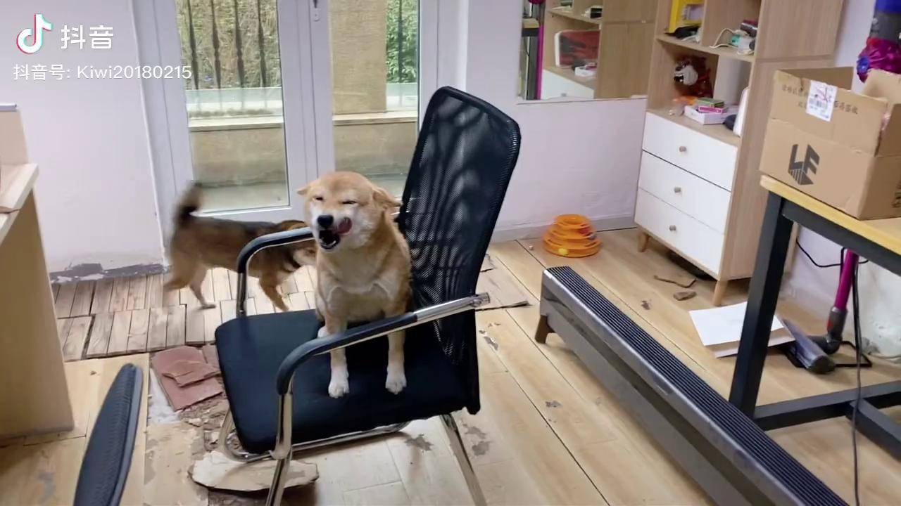 柴犬坐错位置企图萌混过关柴犬傻狗的日常家有萌宠