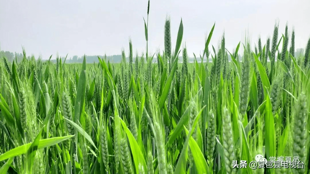 快來看看咱夏邑老家的麥苗長成啥樣了小編帶你一起下地去看看附實拍圖