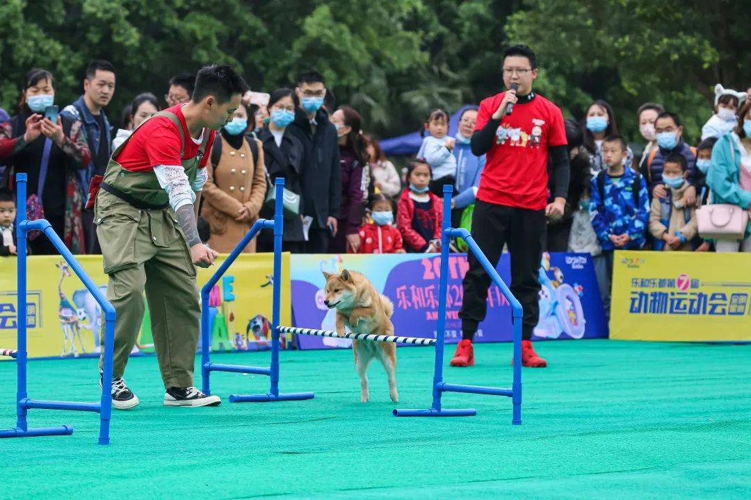 铲屎官们这个五一带上你的狗狗来乐和乐都参加动物运动会