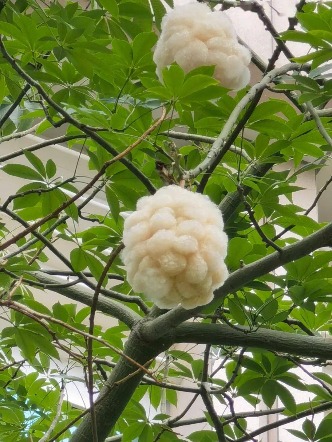 刷屏广州路边这种雪球花开了简直美爆