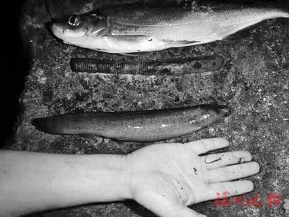 27厘米长!北峰发现"泥鳅王"