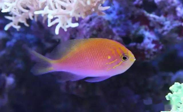 海缸里的照明设备也颇为讲究,需要使用荧光灯,不仅有蓝色灯管,粉色