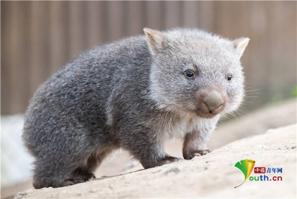 德国袋熊宝宝毛茸茸初次外出萌萌哒