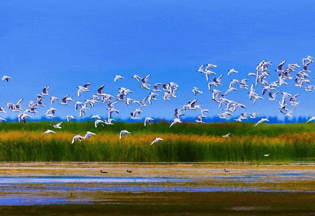 正在焕发出奕奕光彩日渐丰盈的"草原明珠"如今让每一条河都水清岸绿