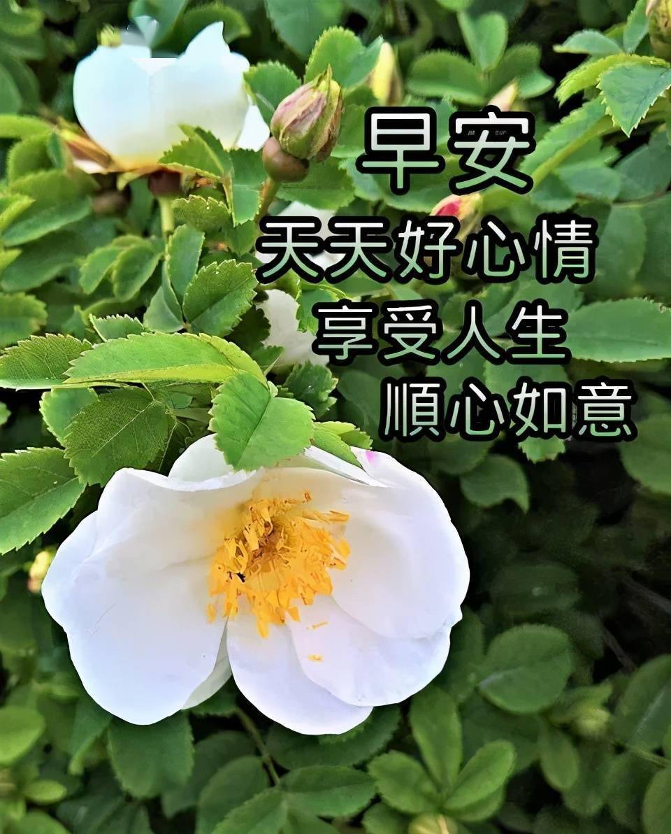 无论天涯或海角让真诚留住永远早上好