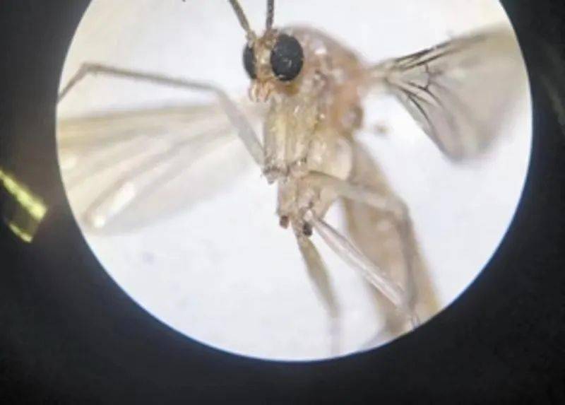 默默无"蚊"|且看海关如何布下天罗地网严防疟疾_监测