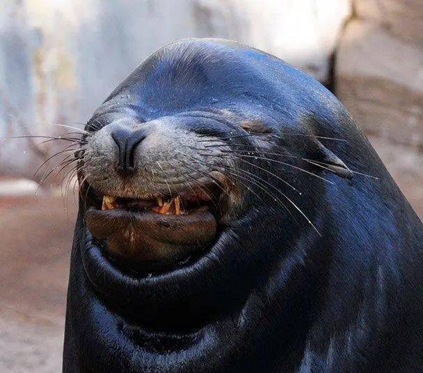 51闽侯这里集合大米食用油免费送更有海狮表演免费看再有华为手机免费