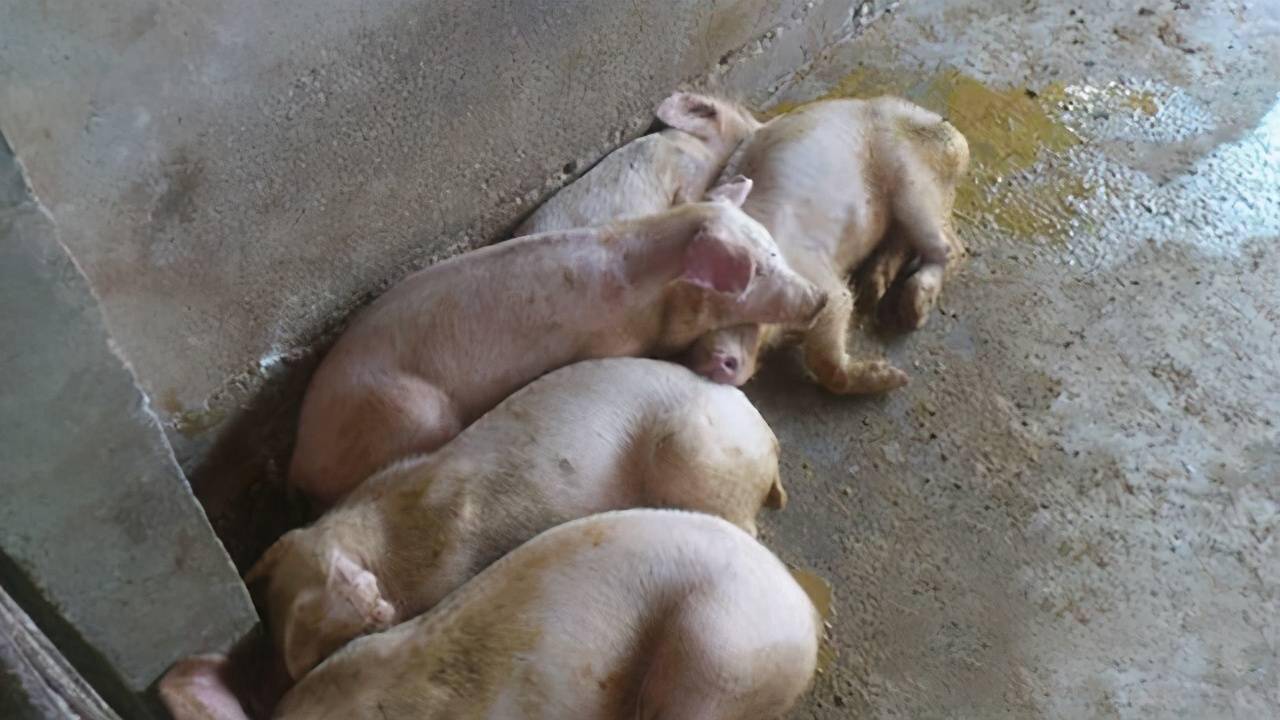 仔猪拉稀老不好怎么办看看老中兽医的方法简单实用对症下药