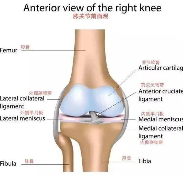 總說保護膝蓋你瞭解膝關節的構造嗎