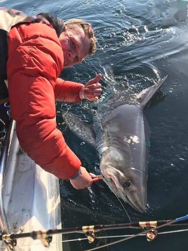 英国男子出海一小时钓到500斤大鲨鱼