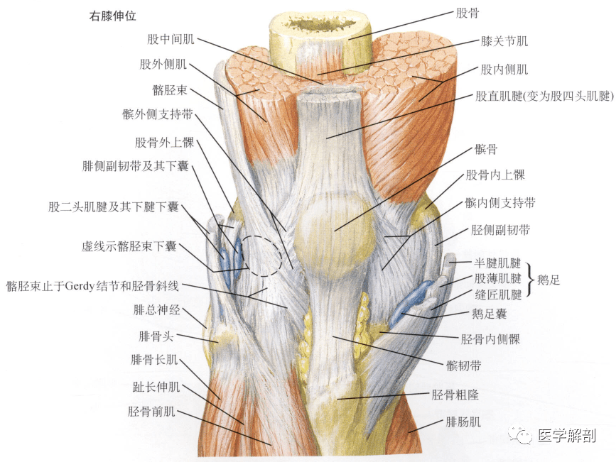 左膝关节构造图解图片