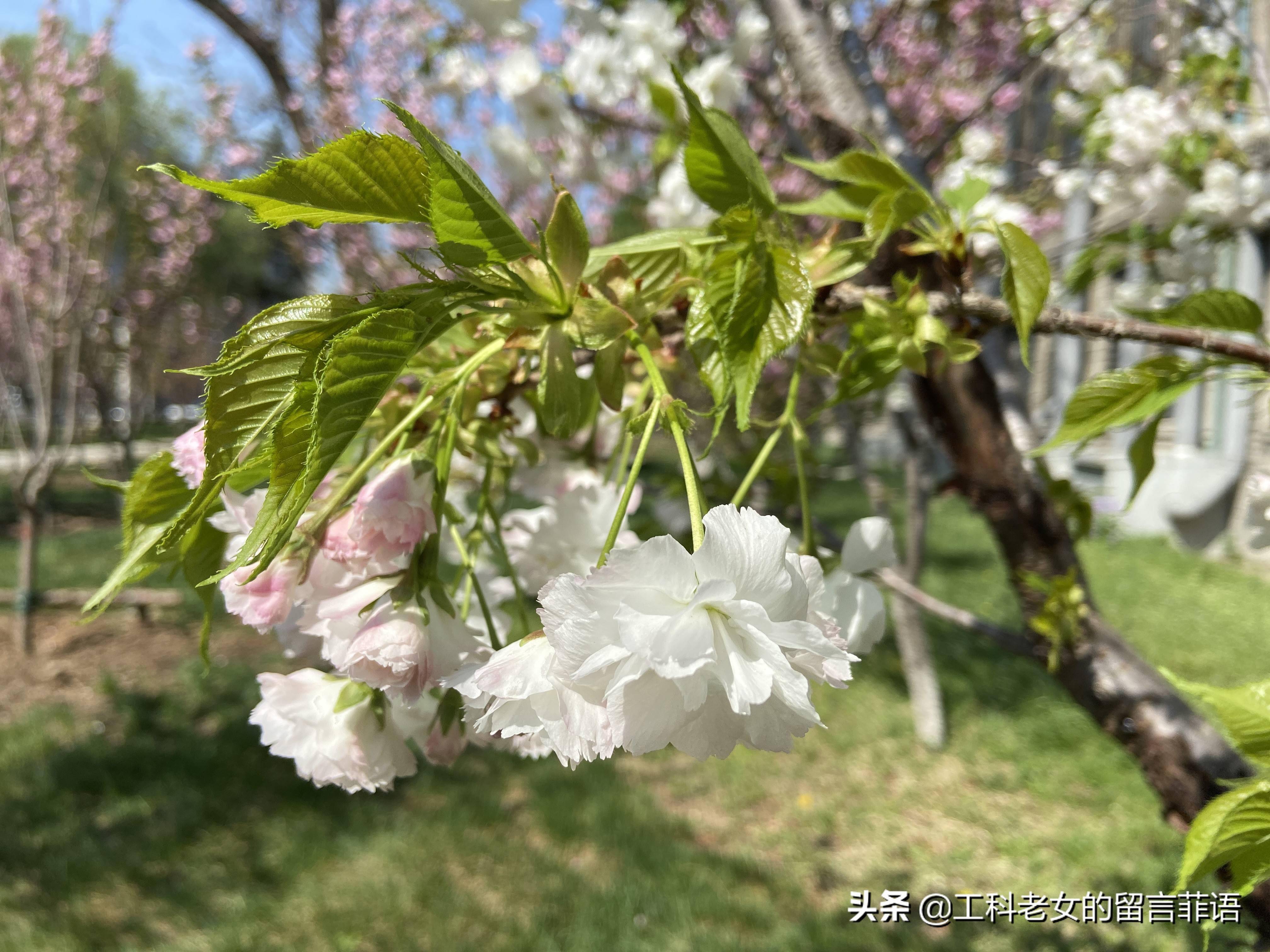 樱花花骨朵儿的图片图片