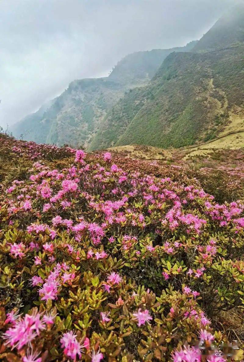 轿子雪山杜鹃花图片