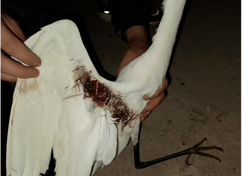 【点赞】巫山一路边惊现受伤白鹭,获网友暖心救治!_动物