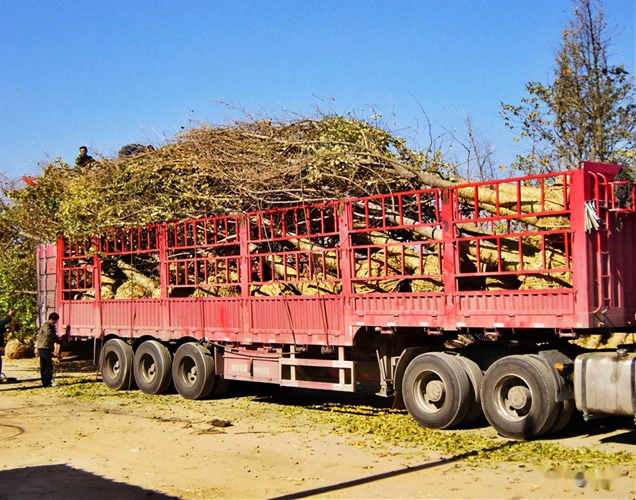 苗木运输经常被苗木人忽视的重要环节
