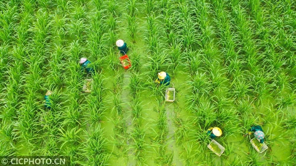 2021年4月28日,湖南省衡阳市常宁市罗桥镇依波村茭白种植基地,村民