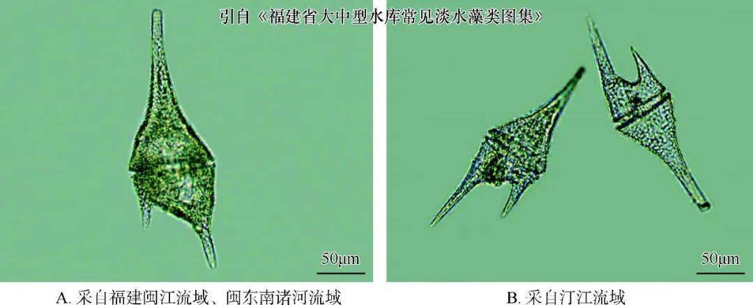 拟二叉角甲藻( ceratium furcoides )圆筒锥囊藻沼泽变种( dinobryon