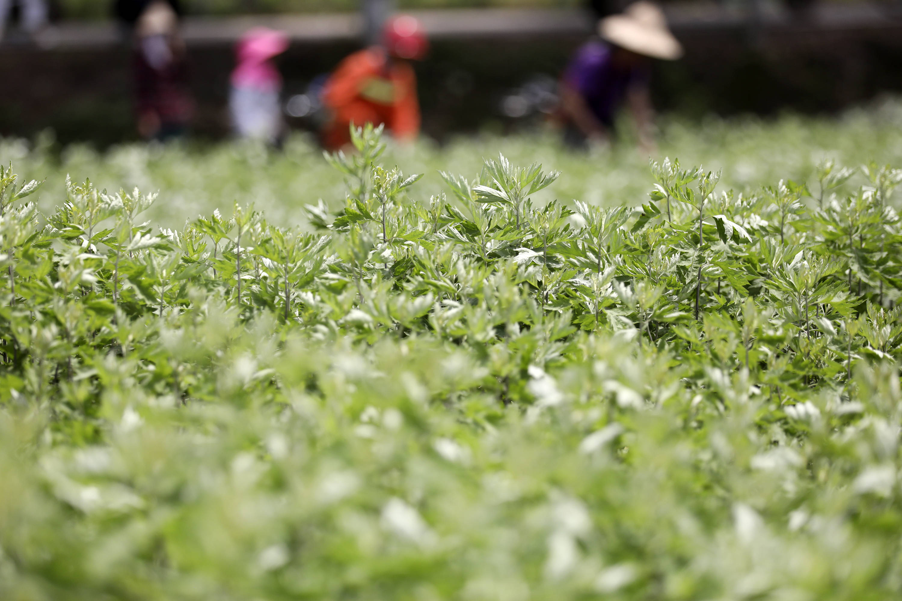 湖南資興:艾草種植助農增收