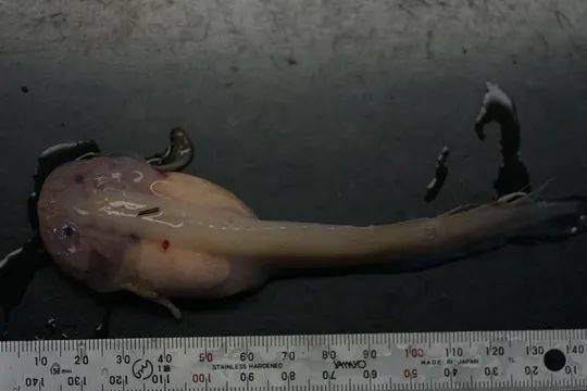 马里亚纳狮子鱼八千米深渊的海底精灵丨水经新注