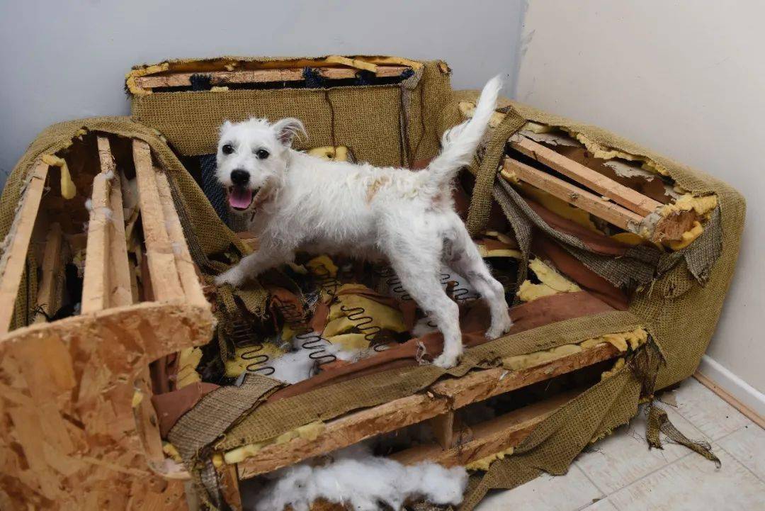 为什么狗喜欢拆沙发