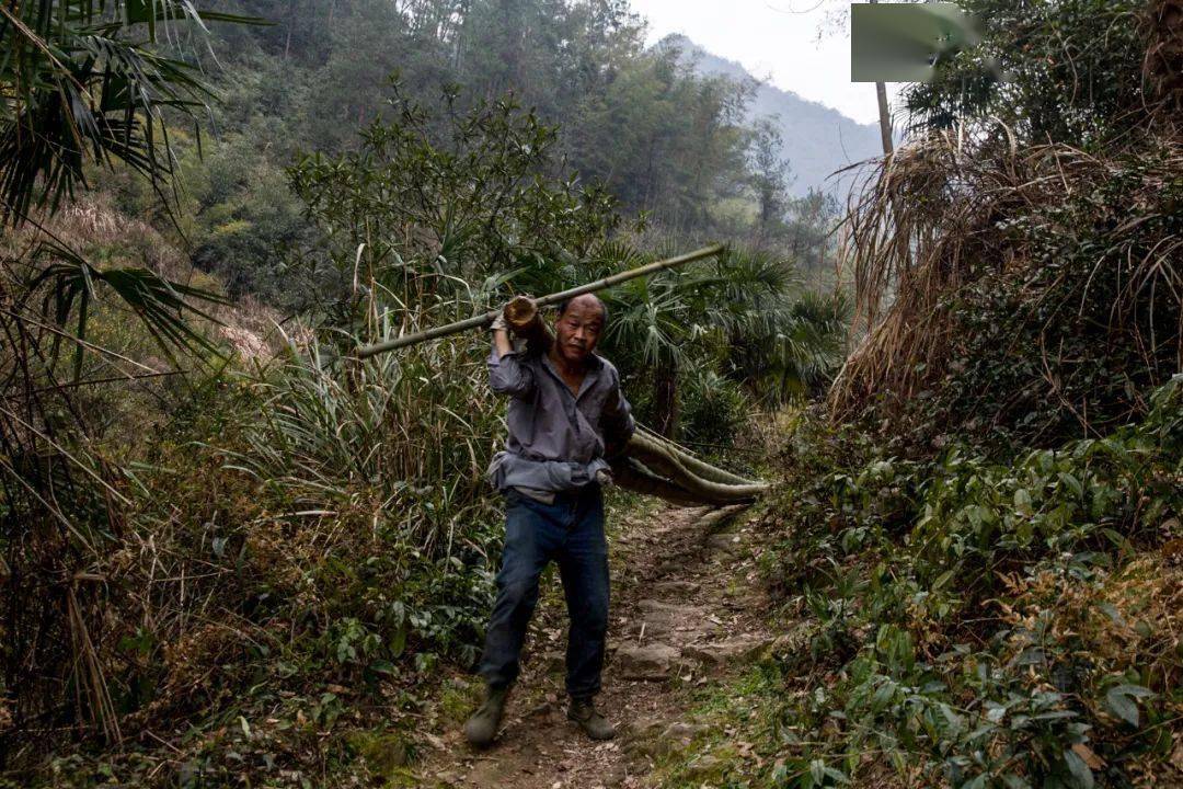刚过了2月,贵州省安顺石头寨的农民大婶已经开始扛着锄头下地去干活了