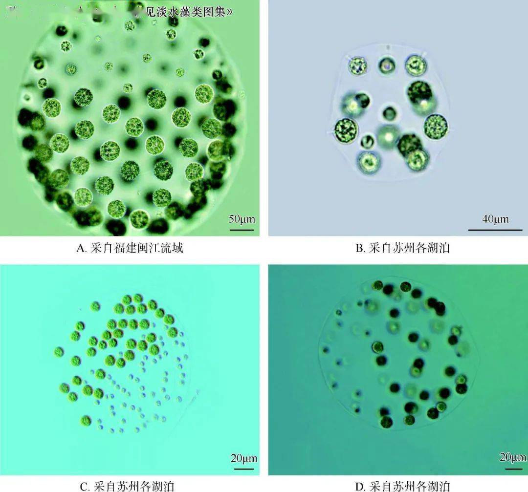 杂球藻( pleodorina california )粗壮双菱藻( surirella robusta )多