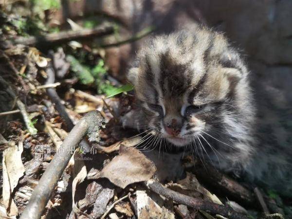 黄荆老林发现的这只"猫"太萌了,还是国家二级保护动物_豹猫
