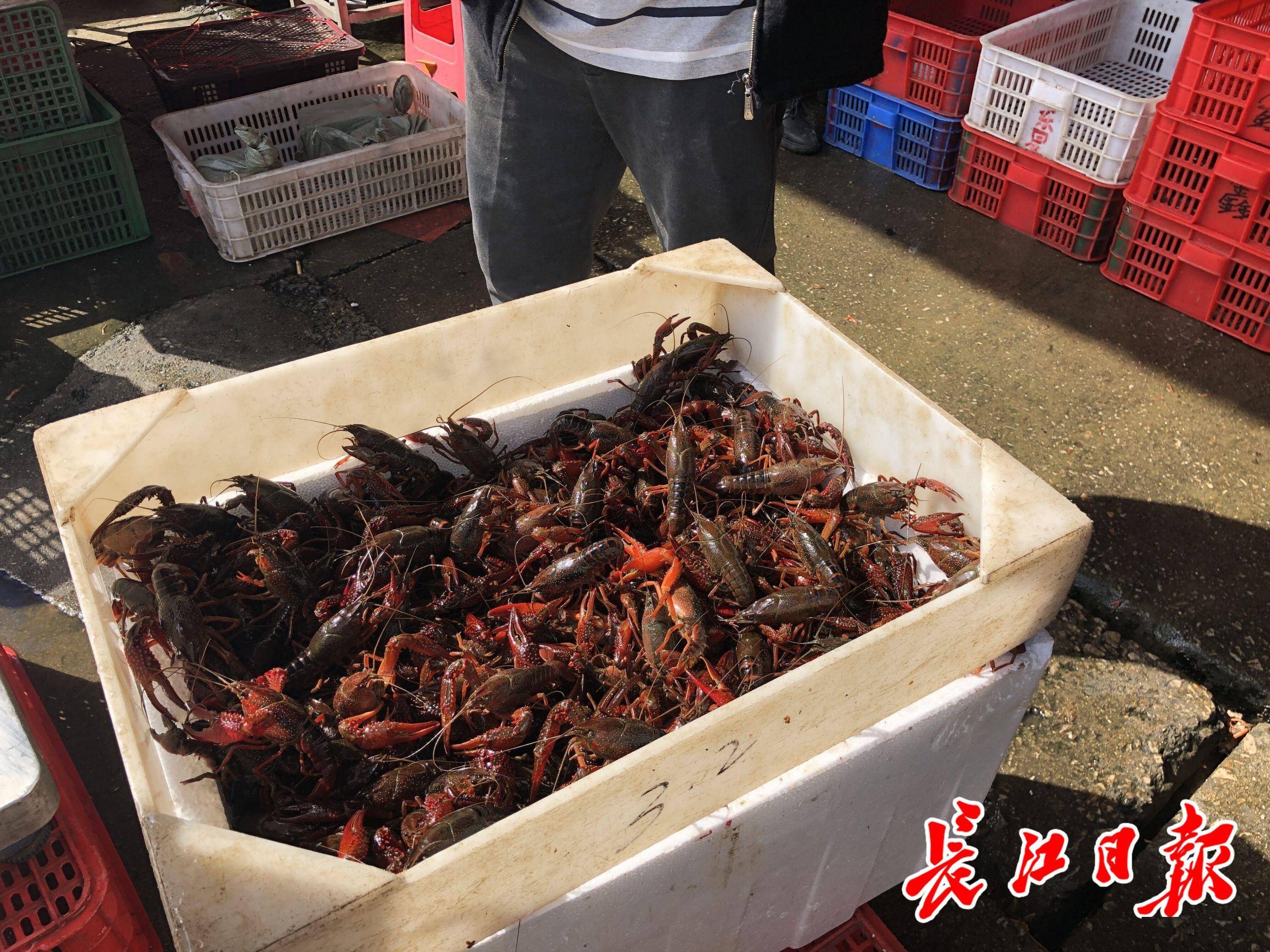 来武汉撮虾子白沙洲农副产品大市场日批发龙虾100吨