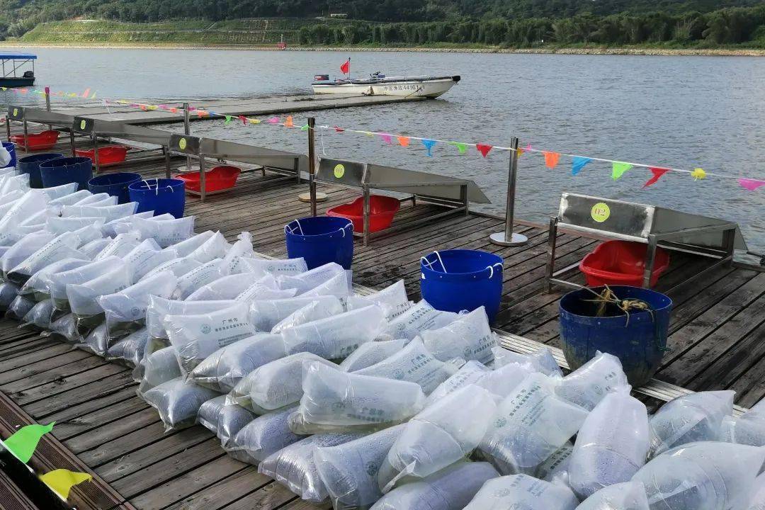 增城生态再添新活力200万尾鱼苗安家增江