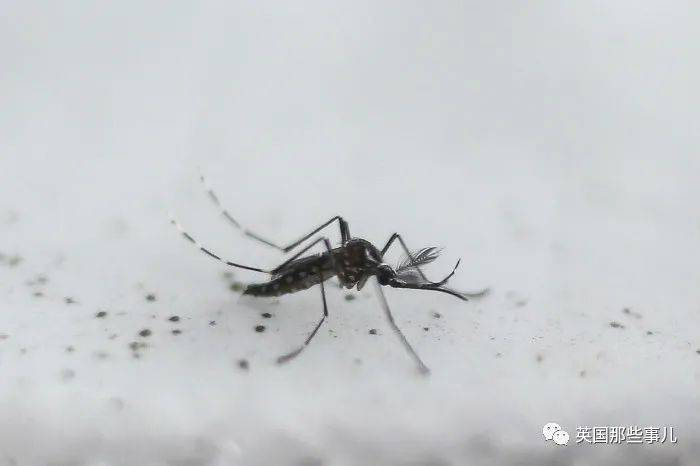 什么时候开始有蚊子北方 2dbb3fa6959e4912b0c53f956a15af3a.jpeg