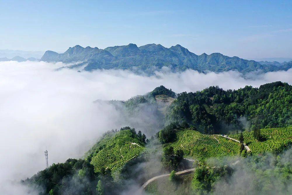 美图| 重庆黔江:雾绕油茶园 山村美如画_中塘镇