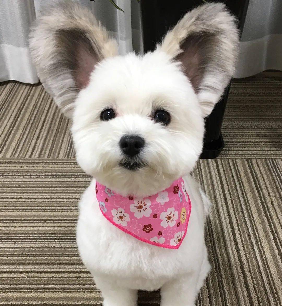 马尔济斯和蝴蝶犬,生出来了一只米老鼠???_goma