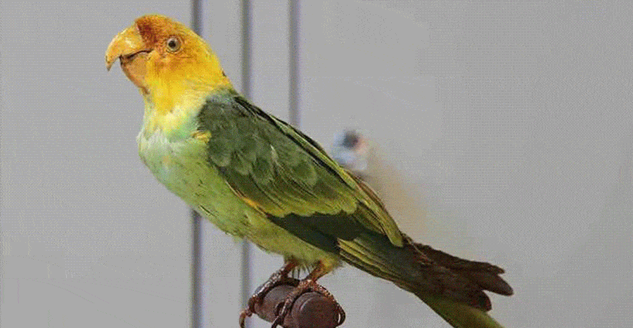 900_466gif 动态图 动图