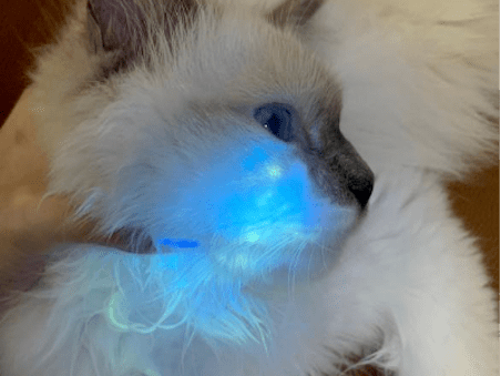 伍德灯对确诊猫癣有用吗?猫癣应该如何治疗?_猫咪