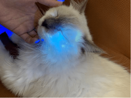 伍德灯对确诊猫癣有用吗?猫癣应该如何治疗?
