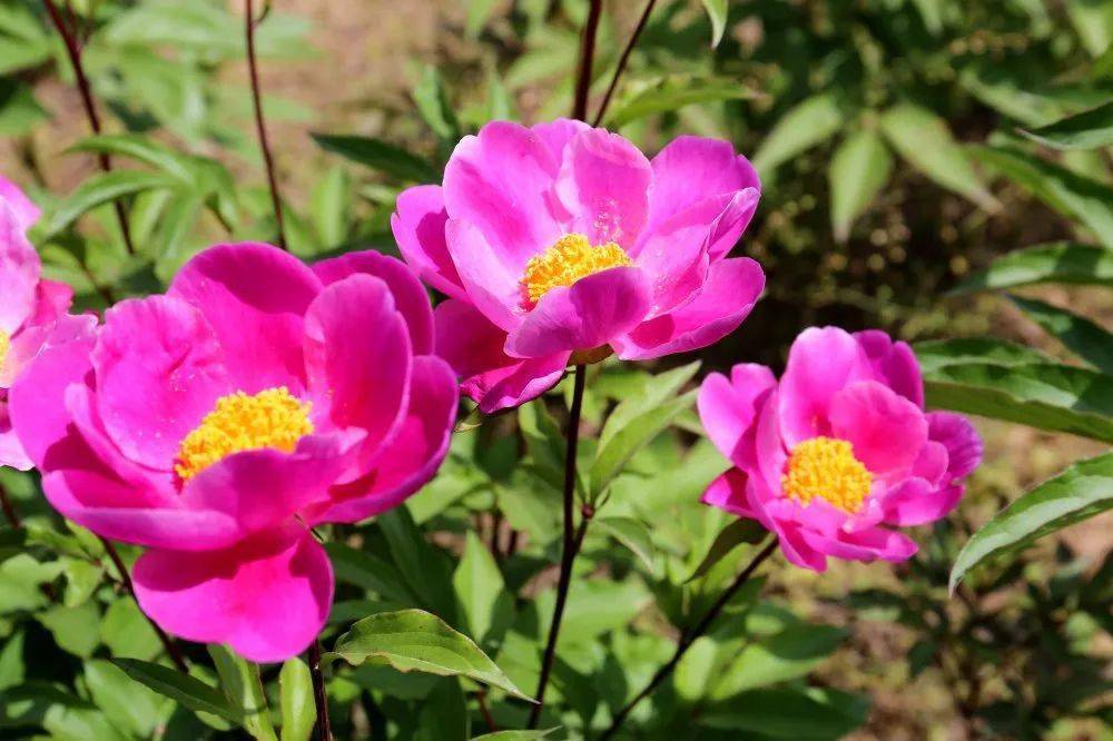 在春天的盡頭看沛縣芍藥花開浪漫