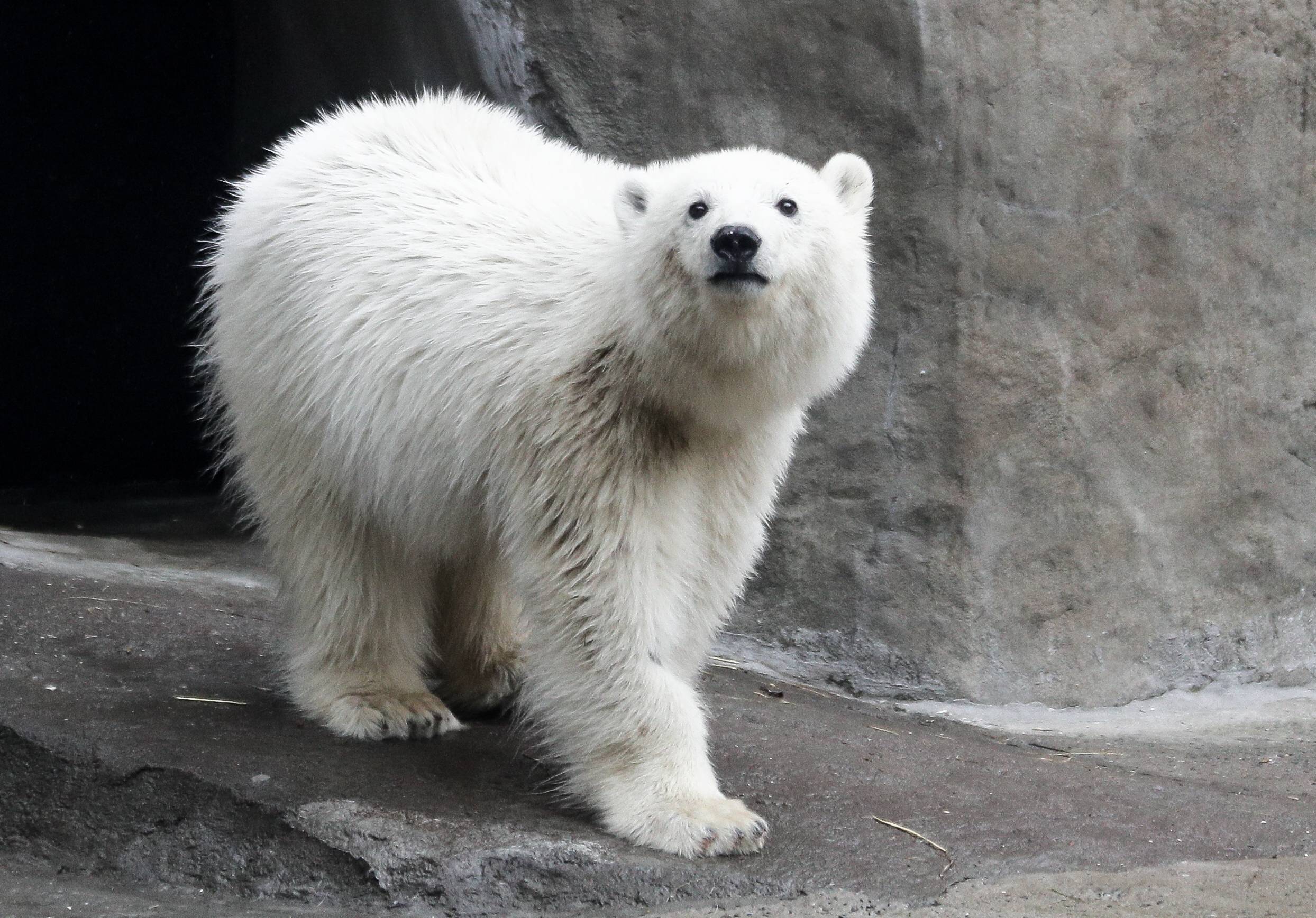 莫斯科动物园的小北极熊