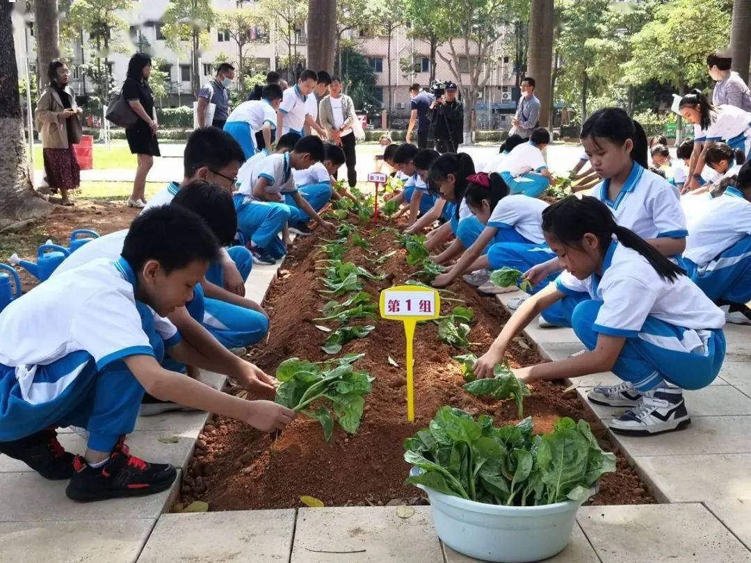 25万人次聚焦东莞中小学劳动教育全省首秀的背后