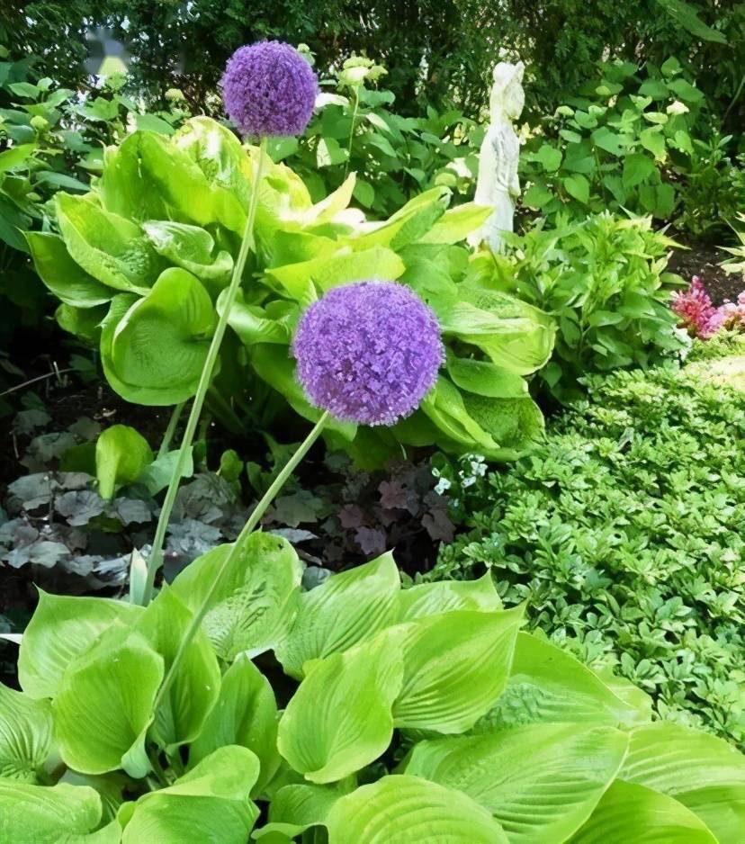 的花卉植物,而且养护管理都非常简单方便,耐寒性极强,也非常耐热耐晒