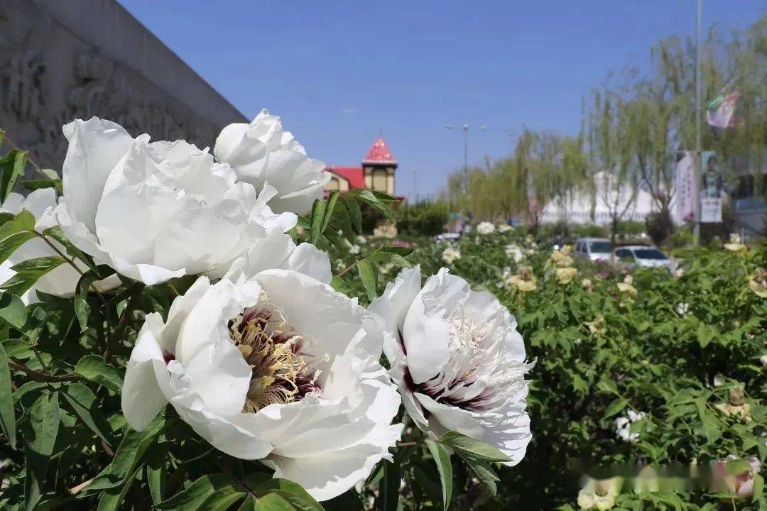 随着六十里牡丹长廊的妖艳花开活动内容丰富且精彩纷呈2021牡丹文化月